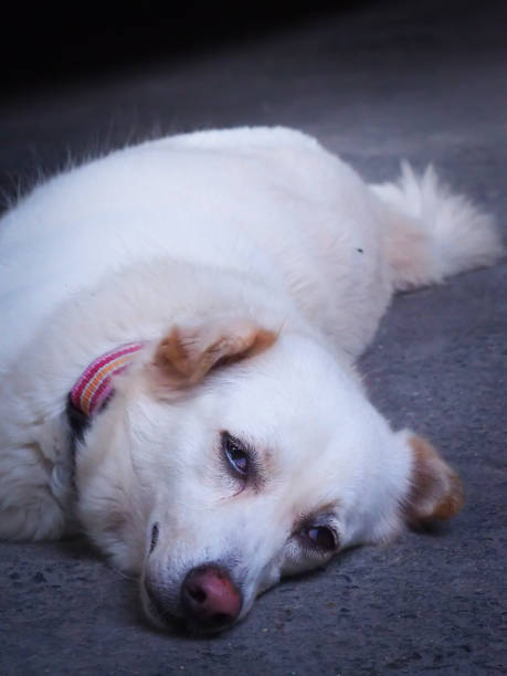 istock focus lovely white dog that looking stright with sad eyes. 879275648