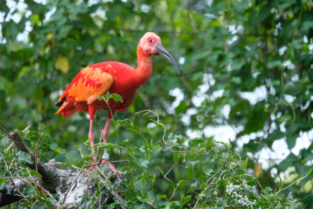 istock Scarlet ibis (Eudocimus ruber) with long beak 879279262