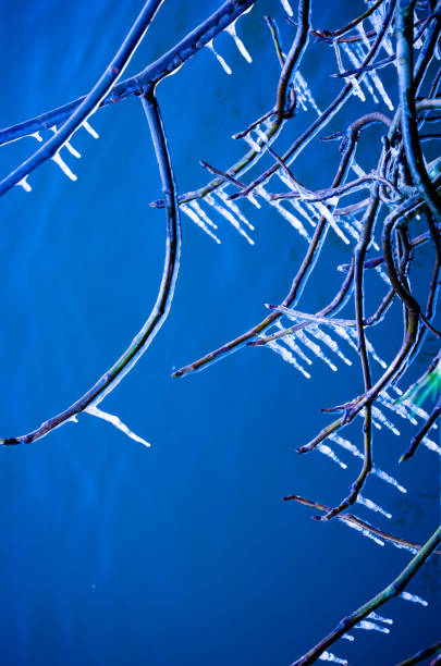 istock Branches of a tree covered with a thick layer of ice on a blue background in snowfall, Ioannina, Greece. 879279304
