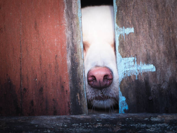 istock focus lovely white dog that looking stright with sad eyes. 879279312