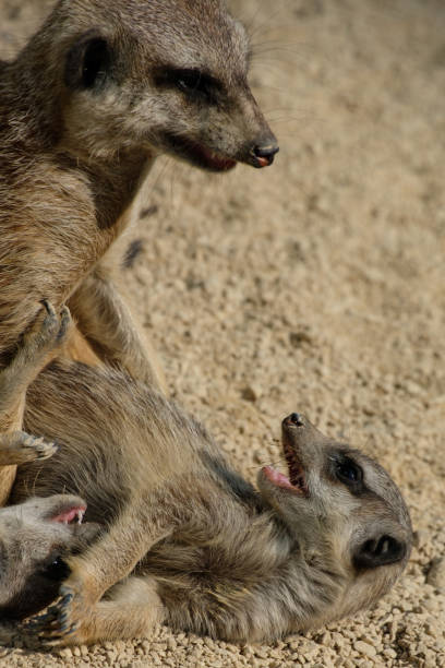 istock Meerkat child (Suricata sricatta) is playing 879279414