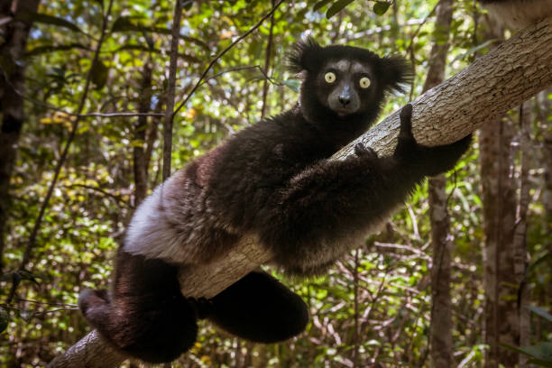 Indri Indri (Babakoto) Indri indri, also called the babakoto,  is the largest lemurs of Madagascar lemur madagascar stock pictures, royalty-free photos & images