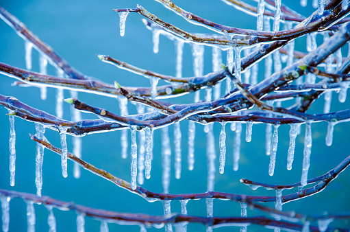 Branches of a tree covered with a thick layer of ice on a blue background in snowfall, Ioannina, Greece.