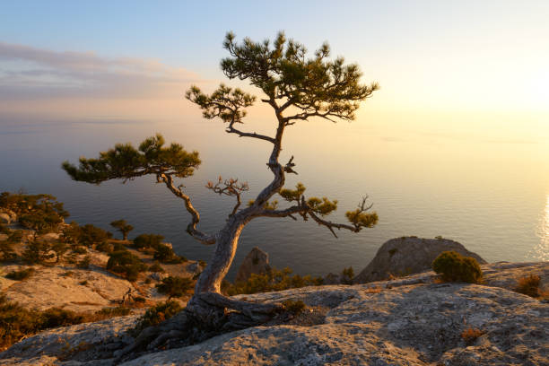 istock Alone tree on the edge of the cliff 879280380
