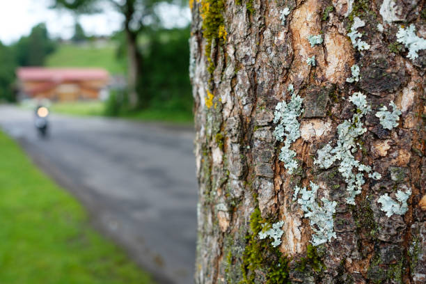 Old tree with bark at a road with blurred motorscooter with ligth