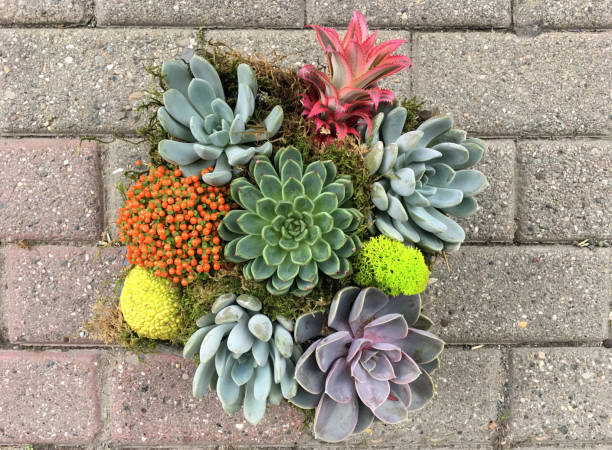 istock Succulent plant flower 879286234
