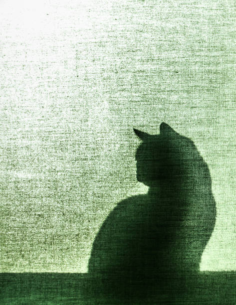 Cat in window in the afternoon. Sunset.