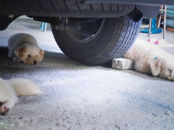 istock focus lovely white dog that looking stright with sad eyes. 879293820