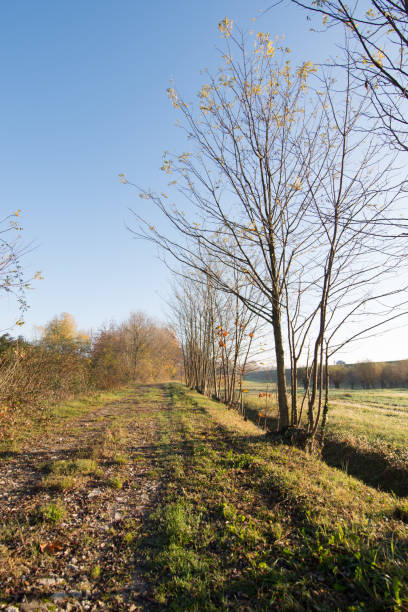istock Autumnal landscape with trees and foliage aon a sunny day 879294132