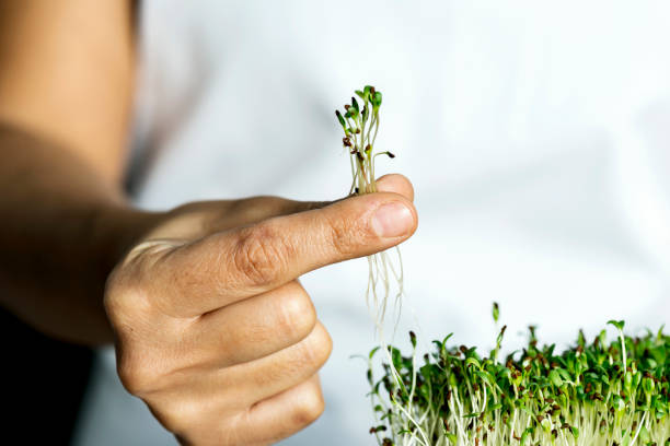 mikro zieloni - cress zdjęcia i obrazy z banku zdjęć