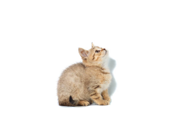 istock Standing scottish straight cat kitten looking up isolated on white background 879301800