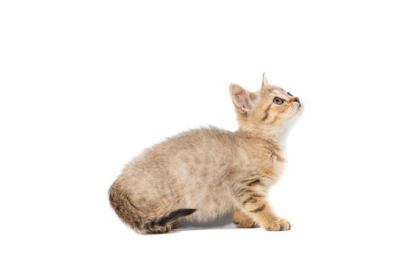 istock Standing scottish straight cat kitten looking up isolated on white background 879301840