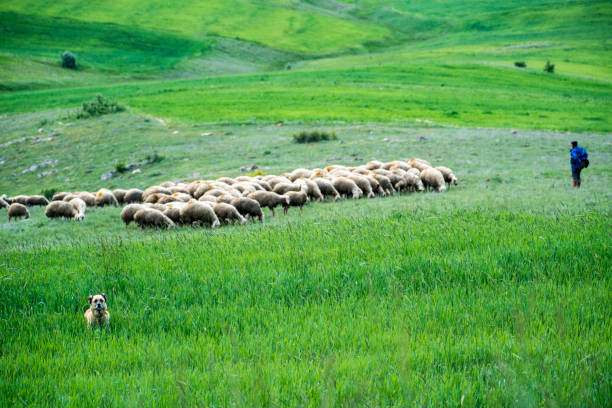 7+ Free Shepherdesses & Shepherdess Images - Pixabay