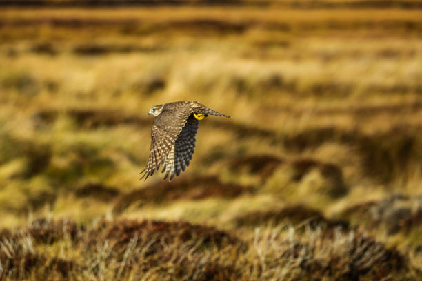 Merlin of the Moorland Stunning Merlin flying across a Moor in Scotland falco columbarius stock pictures, royalty-free photos & images