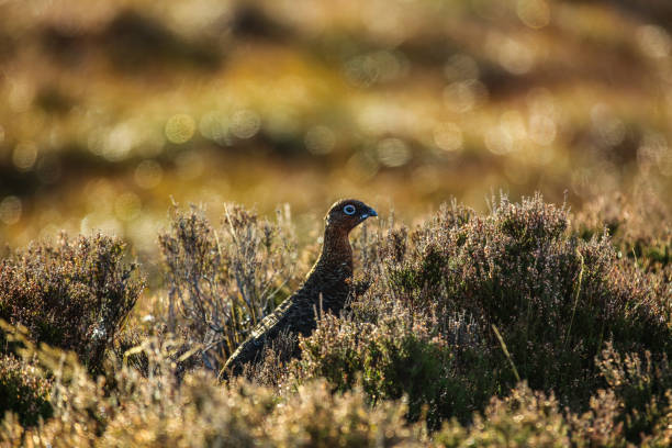 istock The Famous Red Grouse, Scottish Highlands 879305338