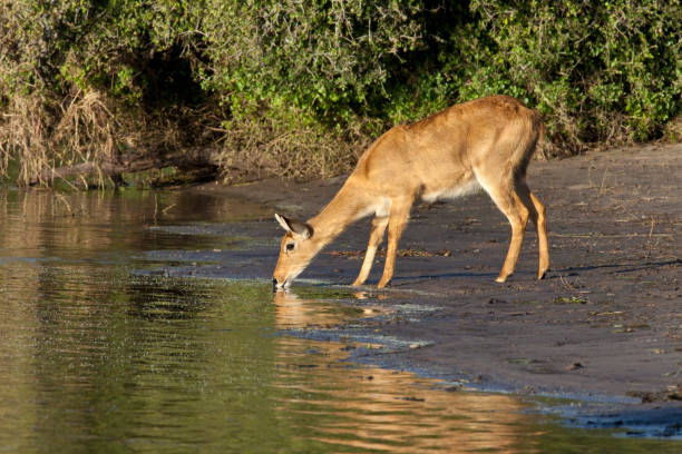 istock Female Puku (Kobus vardonii) Chobe National Park - Botswana 879305352