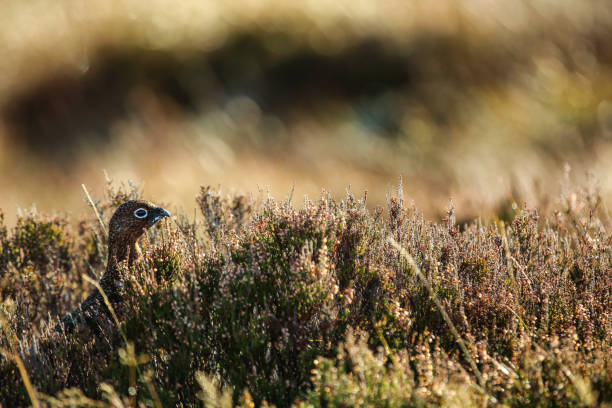 istock The Famous Red Grouse, Scottish Highlands 879305710