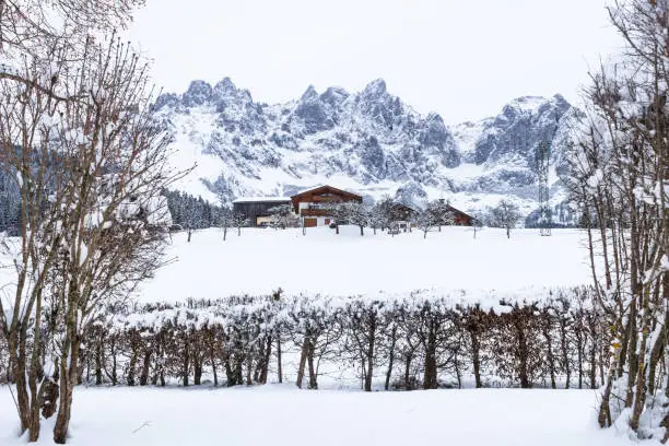 Wilder Kaiser mountainrange with snow between trees during wintertime, Going am Wilden Kaiser, Tyrol, Austria