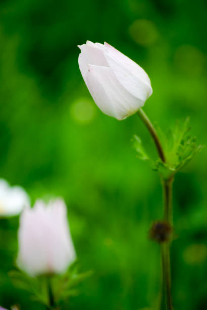 istock common poppy- Papaver rhoeas looking upper left side 879309226