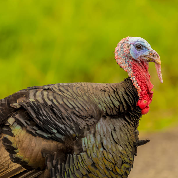 istock Domestic Turkey Close-up 879311808
