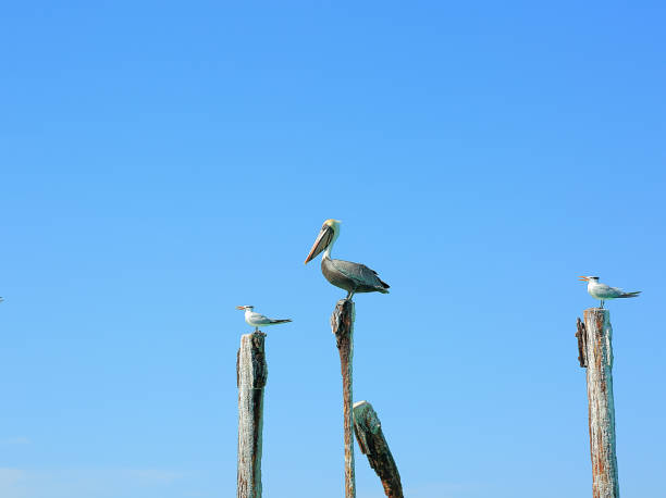 istock Pelican and gulls sitting on logs. Turquoise water and blue sky background 879312106