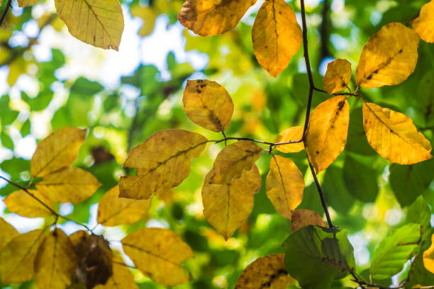 istock Many yellow leaves on a green forest close up 879318514