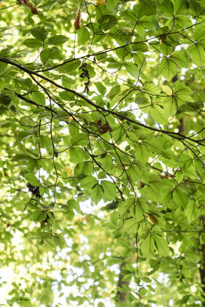 istock Green leaves on a branch tree on a nature landscape 879321800