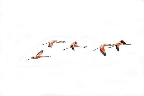 Flying Rosy Flamingos at Nimez Birds Reservation area, Patagonia stock photo