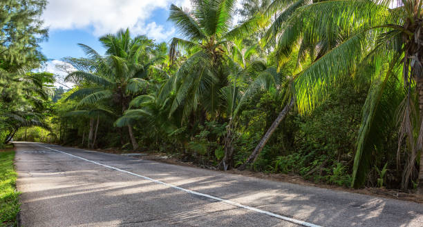 istock The asphalt road  through tropical  rain forest, Praslin Island; Seychelles 879331372