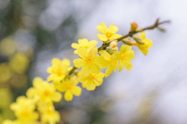 istock Spring bright yellow of blooming forsythia bush 879331574