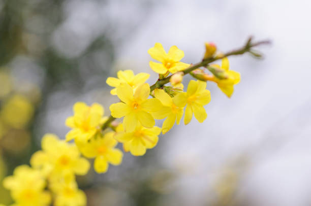 istock Spring bright yellow of blooming forsythia bush 879331586