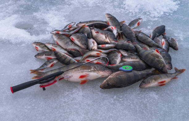 istock Ice fishing. Perch fish on snow 879338318