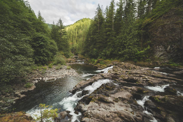 River in a Lush Forest stock photo