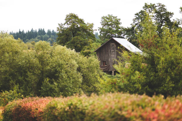 Barn Building in a Lush Pacific Northwest Forest stock photo