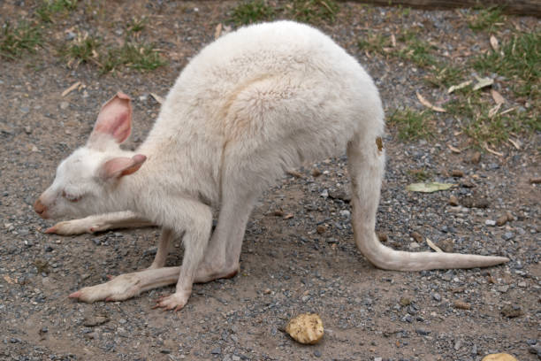 istock albino wallaby joey 879358640