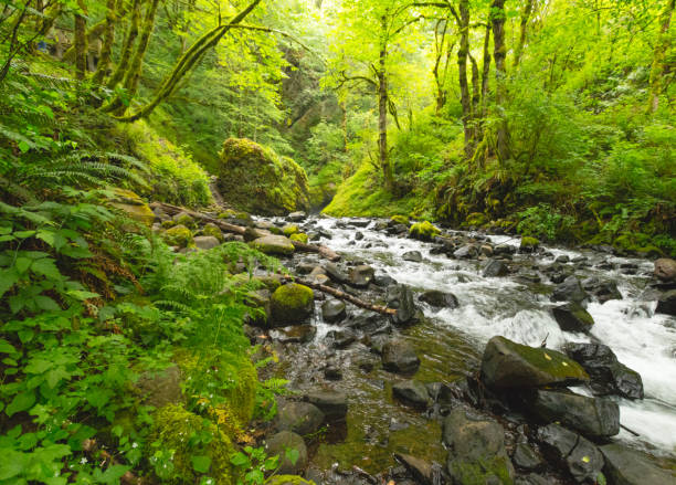 istock Rocky Creek in Lush, Green Forest 879358810