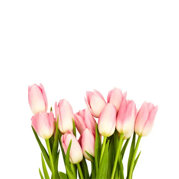 Pink tulips isolated over white background. Top view, copy space