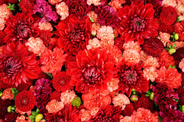 istock Autumnal red flowers background. Top view 879361882
