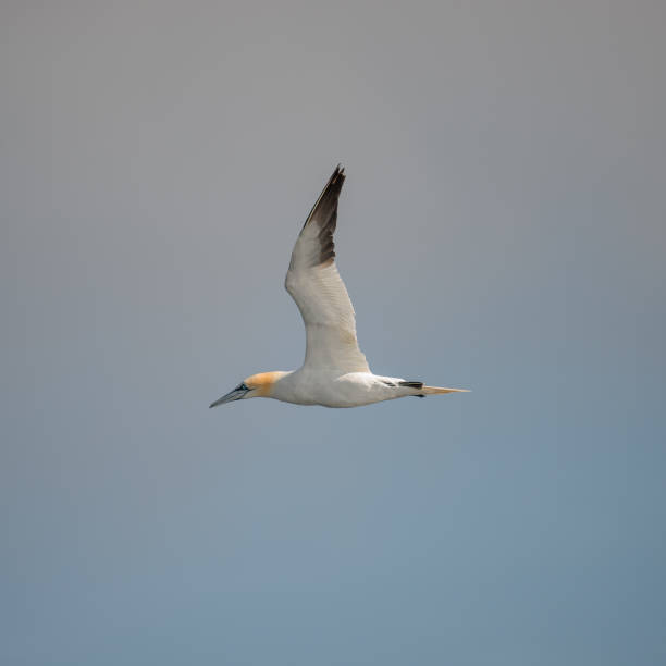 istock Flying Northern Gannet in Atlantic ocean following a boat 879364544