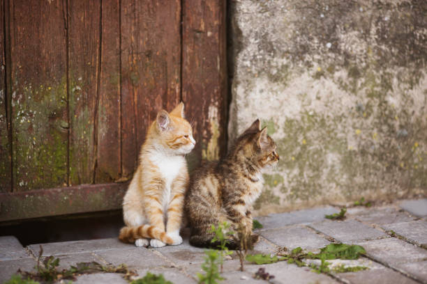istock wo little kittens are sitting on the street. Lovely pet 879364708