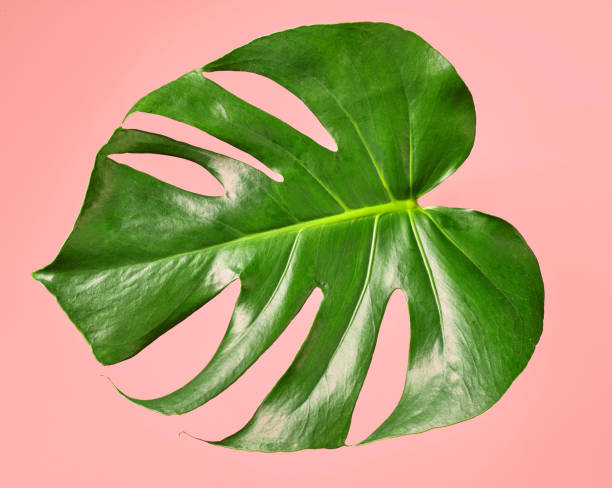 istock green tropical leaf of Monstera 879364872