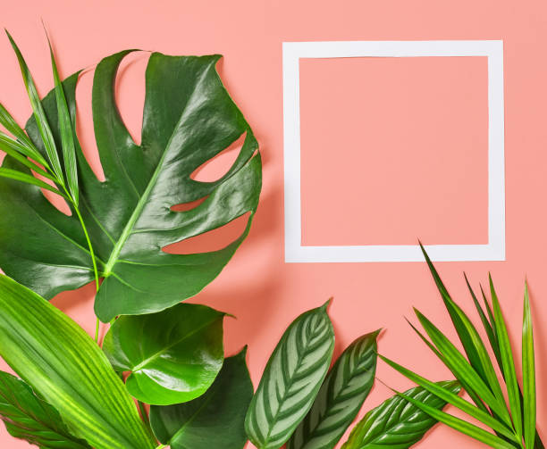 istock Tropical leaves plant and white frame 879364914