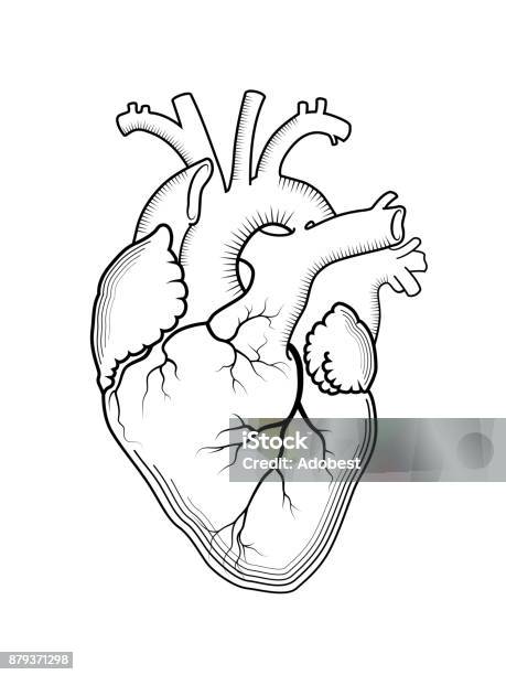 Heart The Internal Human Organ Anatomical Structure Engraved Print Outline Drawing Stock Illustration - Download Image Now