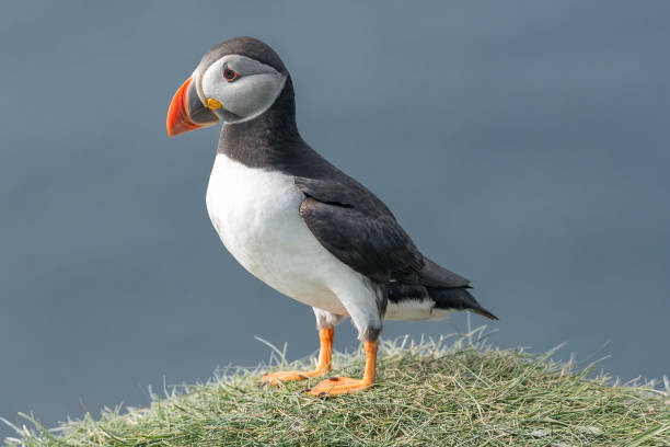 istock North Atlantic puffins at Faroe island Mykines 879380560