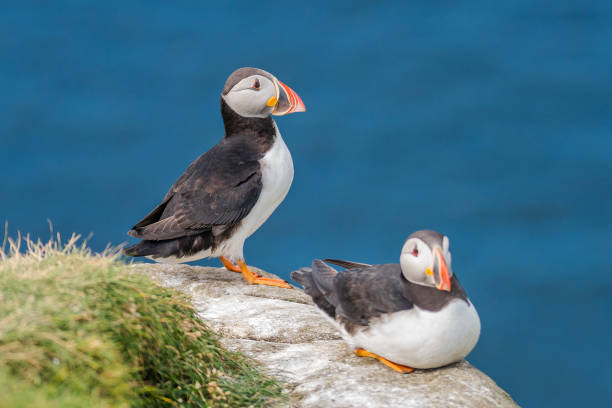 istock North Atlantic puffins at Faroe island Mykines 879382708