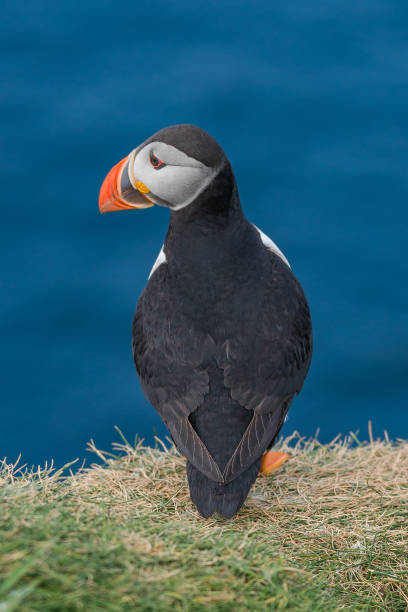 istock North Atlantic puffins at Faroe island Mykines 879382836