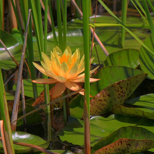 dans l’herbe d’automne - zen like single flower lotus water lily photos et images de collection