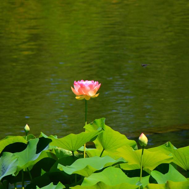 au plomb - zen like single flower lotus water lily photos et images de collection