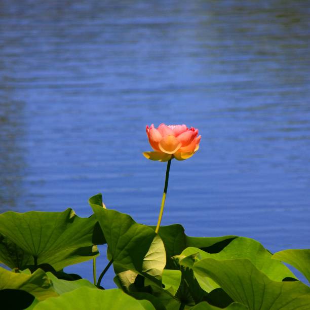 tall  and single - flower single flower zen like lotus imagens e fotografias de stock