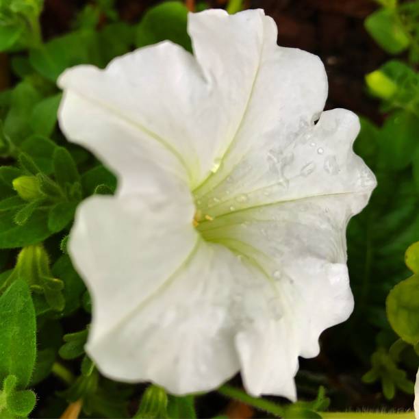 oh petunia - flower single flower zen like lotus imagens e fotografias de stock